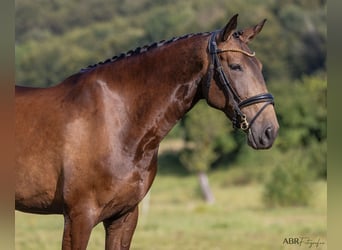 Lusitanien, Jument, 5 Ans, 170 cm, Buckskin