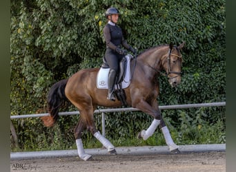 Lusitanien, Jument, 5 Ans, 170 cm, Buckskin