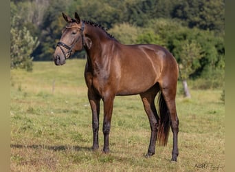 Lusitanien, Jument, 5 Ans, 170 cm, Buckskin