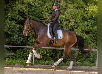 Lusitanien, Jument, 5 Ans, 170 cm, Buckskin