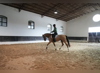 Lusitanien Croisé, Jument, 5 Ans, 174 cm, Buckskin