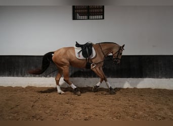 Lusitanien Croisé, Jument, 5 Ans, 174 cm, Buckskin