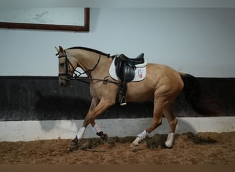 Lusitanien Croisé, Jument, 5 Ans, 174 cm, Buckskin