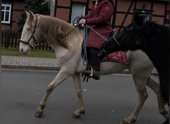 Lusitanien Croisé, Jument, 6 Ans, 147 cm, Cremello