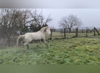 Lusitanien Croisé, Jument, 6 Ans, 147 cm, Cremello