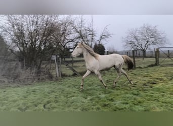 Lusitanien Croisé, Jument, 6 Ans, 147 cm, Cremello