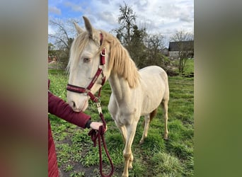 Lusitanien Croisé, Jument, 6 Ans, 147 cm, Cremello