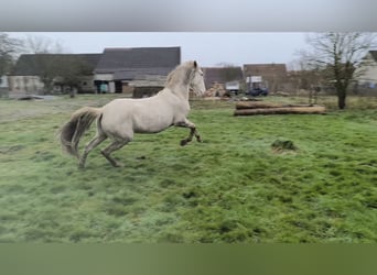 Lusitanien Croisé, Jument, 6 Ans, 147 cm, Cremello