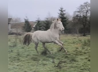 Lusitanien Croisé, Jument, 6 Ans, 147 cm, Cremello