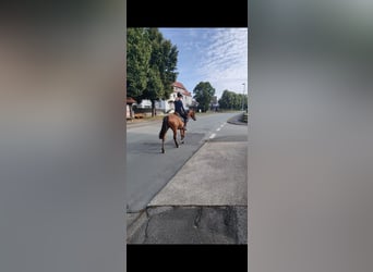 Lusitanien Croisé, Jument, 6 Ans, 155 cm, Bai