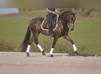 Lusitanien, Jument, 6 Ans, 157 cm, Buckskin