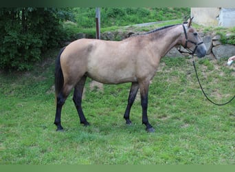 Lusitanien, Jument, 6 Ans, 157 cm, Gris (bai-dun)