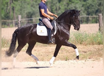 Lusitanien, Jument, 6 Ans, 157 cm, Noir