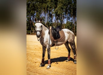 Lusitanien, Jument, 6 Ans, 158 cm, Aubère