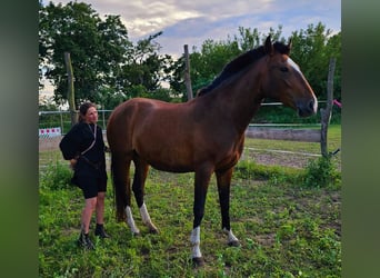 Lusitanien, Jument, 6 Ans, 162 cm, Bai