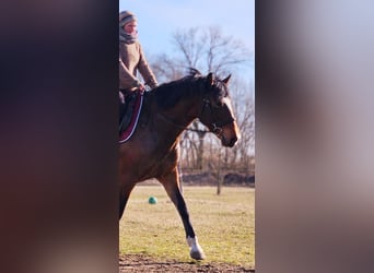Lusitanien, Jument, 6 Ans, 162 cm, Bai