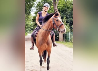 Lusitanien, Jument, 6 Ans, 162 cm, Bai