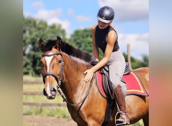 Lusitanien, Jument, 6 Ans, 162 cm, Bai