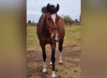 Lusitanien, Jument, 6 Ans, 162 cm, Bai