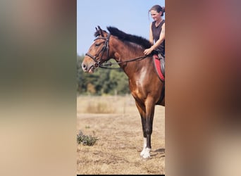Lusitanien, Jument, 6 Ans, 162 cm, Bai