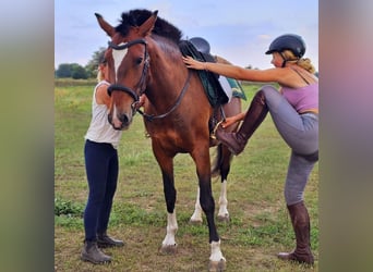 Lusitanien, Jument, 6 Ans, 162 cm, Bai