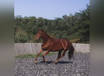 Lusitanien Croisé, Jument, 6 Ans, 163 cm, Alezan cuivré