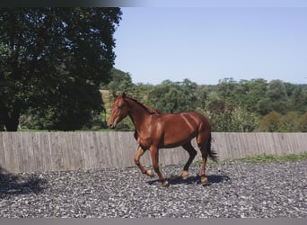 Lusitanien Croisé, Jument, 6 Ans, 163 cm, Alezan cuivré