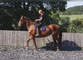 Lusitanien Croisé, Jument, 6 Ans, 163 cm, Alezan cuivré