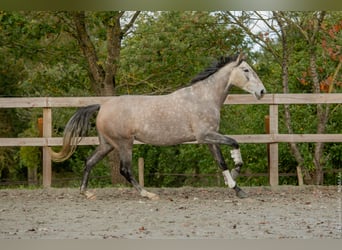 Lusitanien, Jument, 6 Ans, 164 cm, Gris