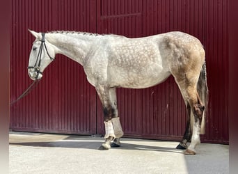 Lusitanien, Jument, 6 Ans, 165 cm, Gris