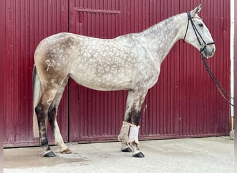 Lusitanien, Jument, 6 Ans, 165 cm, Gris