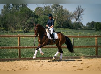 Lusitanien, Jument, 6 Ans, 167 cm