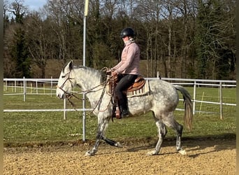 Lusitanien, Jument, 6 Ans, Gris pommelé