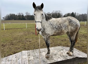 Lusitanien, Jument, 6 Ans, Gris pommelé