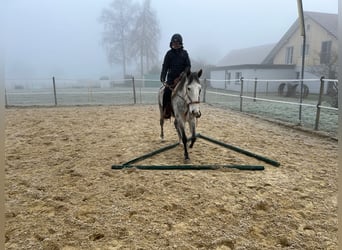 Lusitanien, Jument, 6 Ans, Gris pommelé