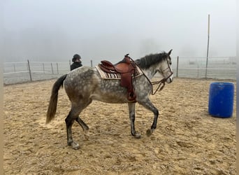 Lusitanien, Jument, 6 Ans, Gris pommelé