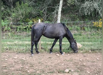 Lusitanien, Jument, 7 Ans, 156 cm, Gris noir