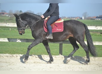 Lusitanien, Jument, 7 Ans, 157 cm, Bai brun foncé