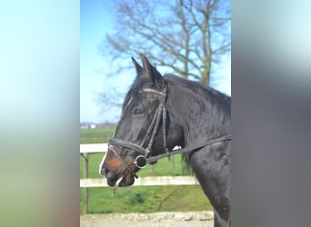 Lusitanien, Jument, 7 Ans, 157 cm, Noir