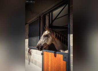 Lusitanien, Jument, 7 Ans, 161 cm, Aubère