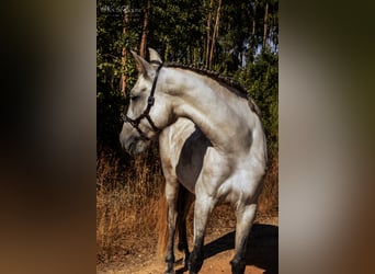 Lusitanien, Jument, 7 Ans, 161 cm, Aubère