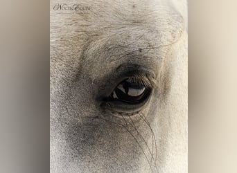 Lusitanien, Jument, 7 Ans, 161 cm, Aubère