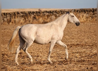 Lusitanien, Jument, 7 Ans, 161 cm, Gris