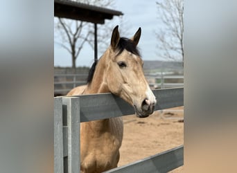 Lusitanien, Jument, 7 Ans, 165 cm, Isabelle