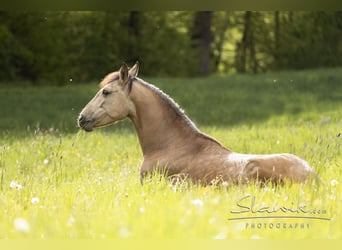 Lusitanien, Jument, 7 Ans, 165 cm, Isabelle