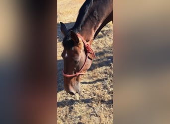 Lusitanien, Jument, 8 Ans, 160 cm, Bai
