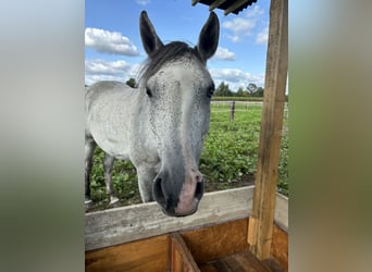 Lusitanien Croisé, Jument, 8 Ans, 165 cm, Gris pommelé