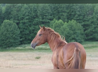Lusitanien, Jument, 9 Ans, 154 cm, Alezan