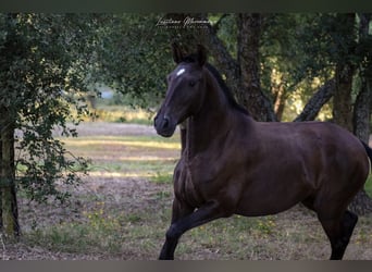 Lusitanien, Jument, 9 Ans, 157 cm, Bai brun