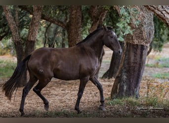 Lusitanien, Jument, 9 Ans, 157 cm, Bai brun